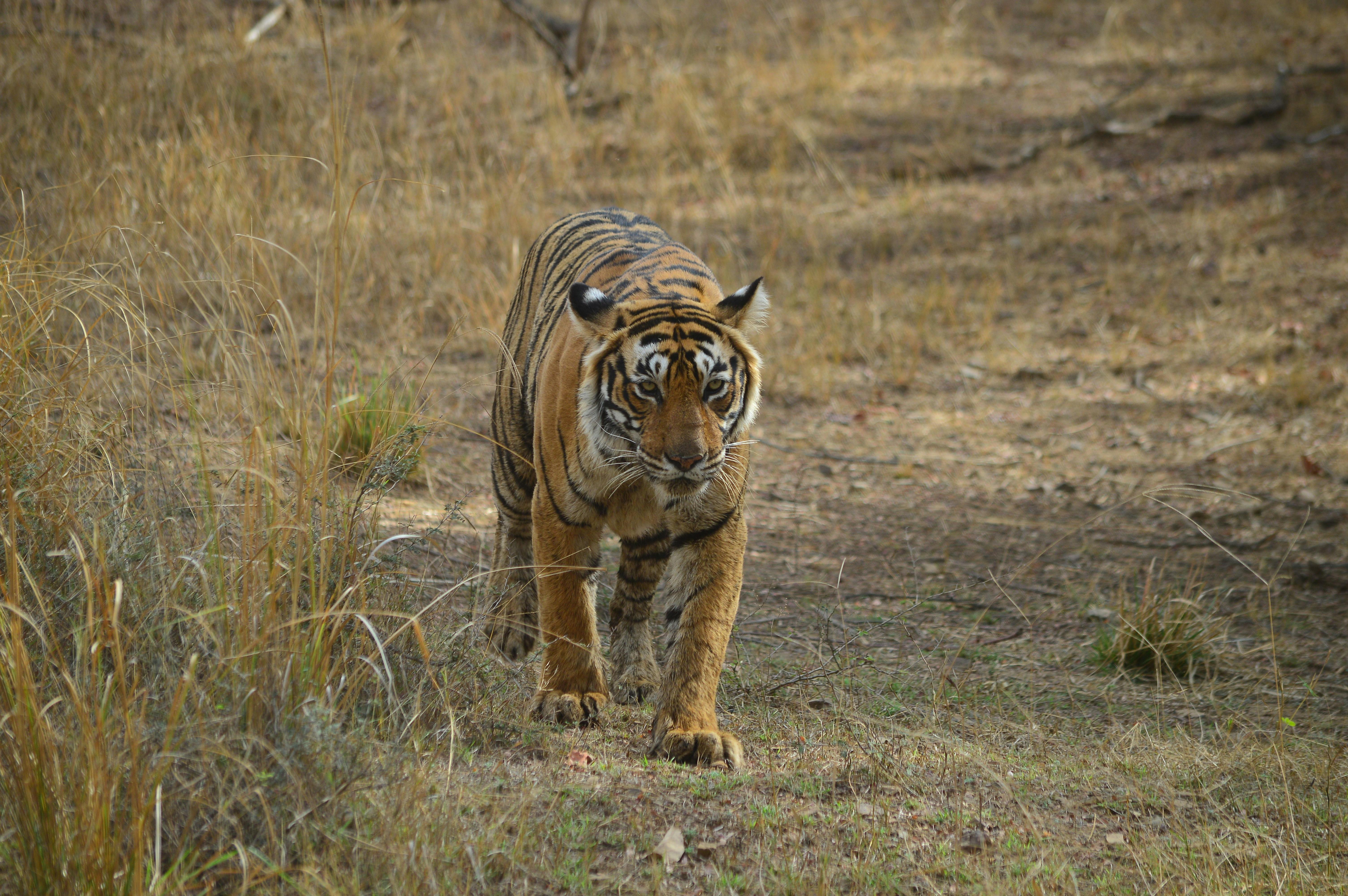 Ranthambore